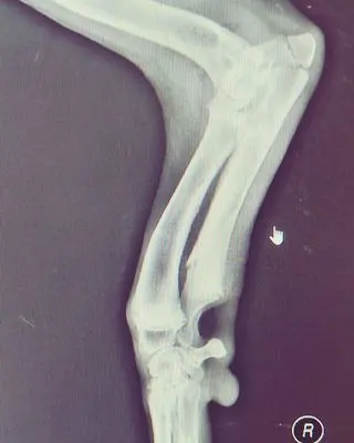 poradnia osteoporozy zwierząt Częstochowa